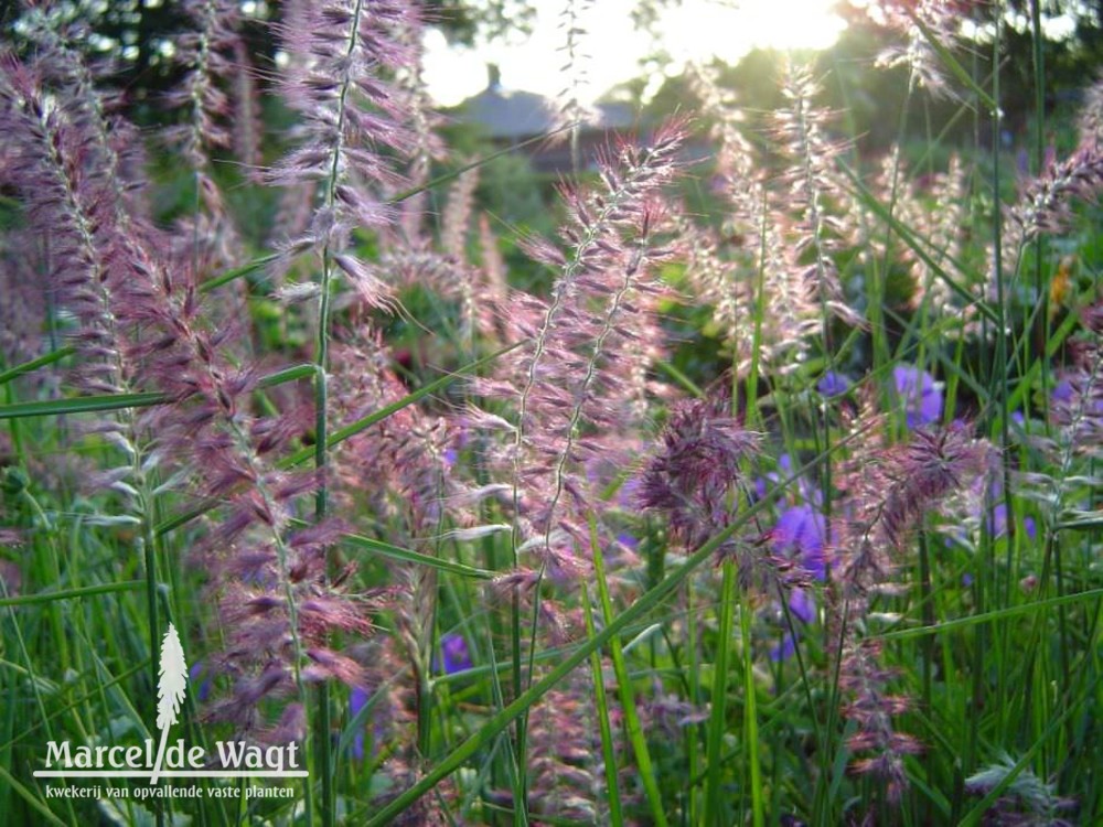 Pennisetum orientale Karley Rose