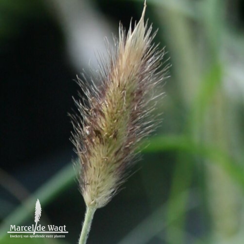 Pennisetum thunbergii Red Buttons