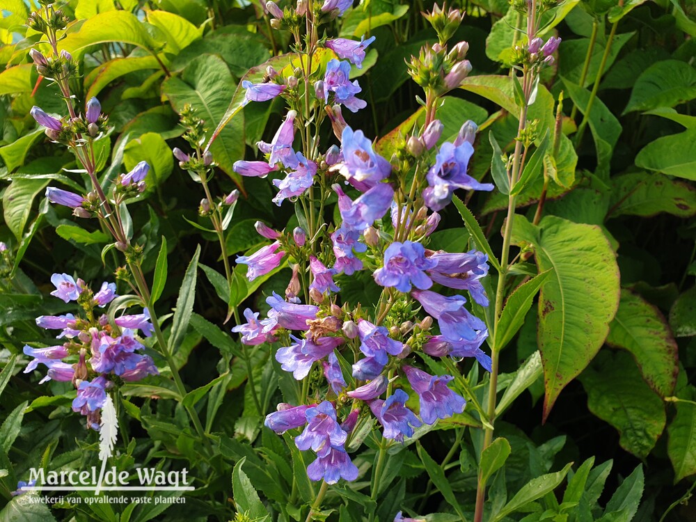 Penstemon hetherophyllus Catherine de la Mare