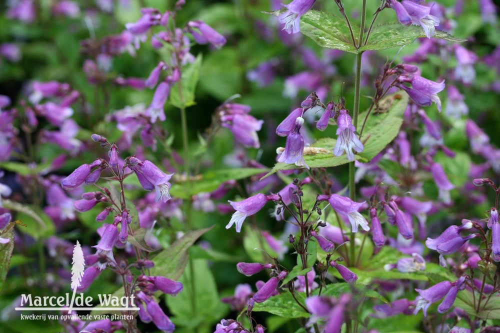 Penstemon smallii