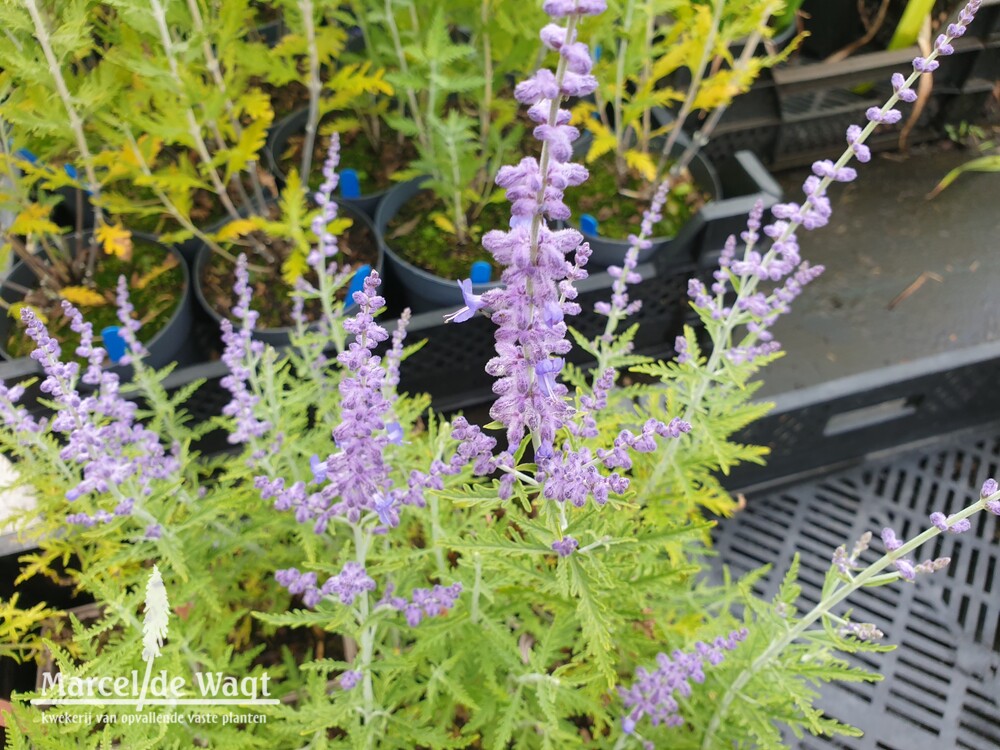 Perovskia atriplicifolia Blue Jean Baby