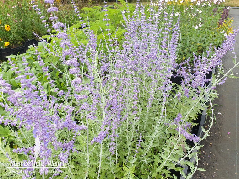 Perovskia atriplicifolia Blue Star