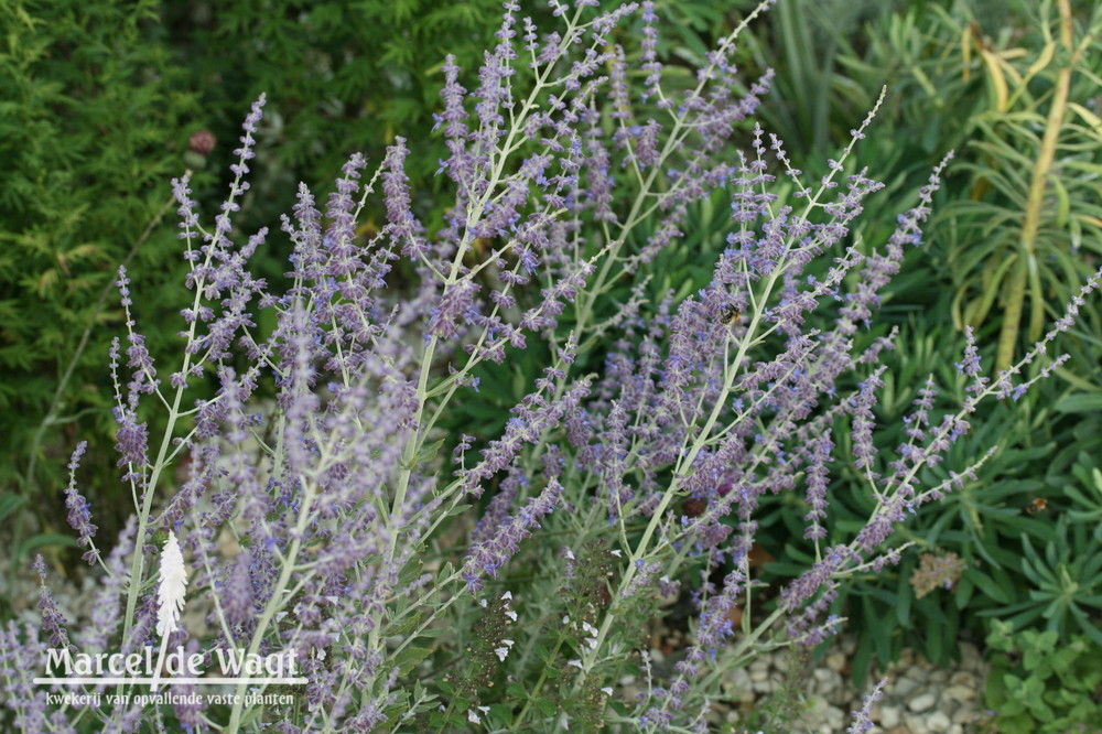 Perovskia atriplicifolia Little Spire