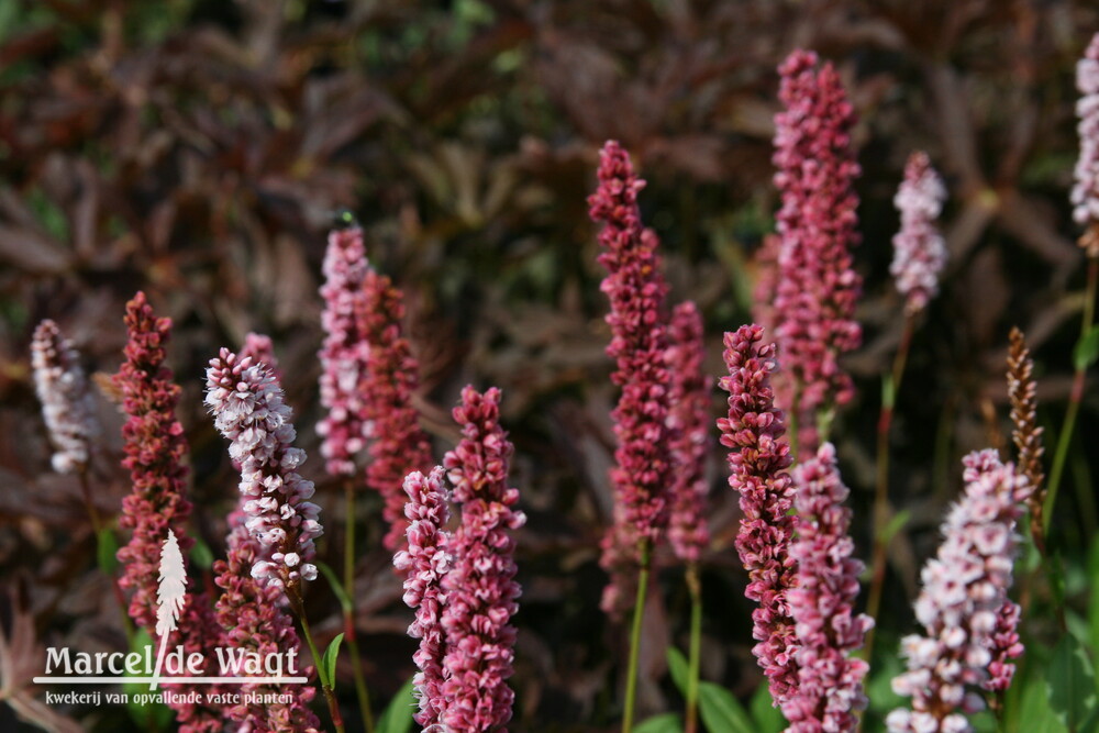 Persicaria affinis Darjeeling Red