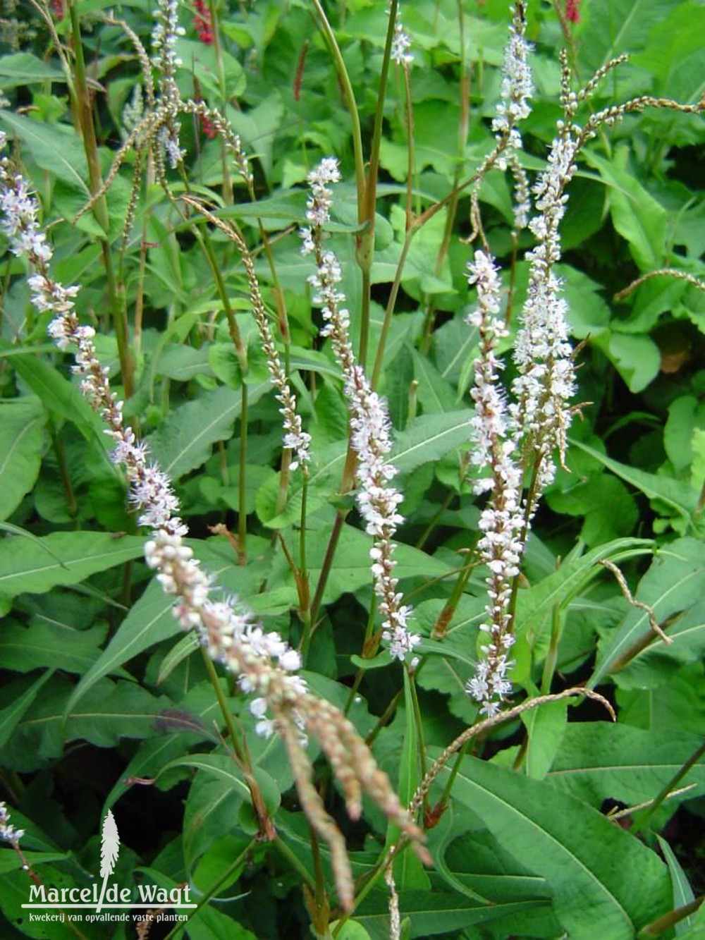 Persicaria amplexicaulis Alba