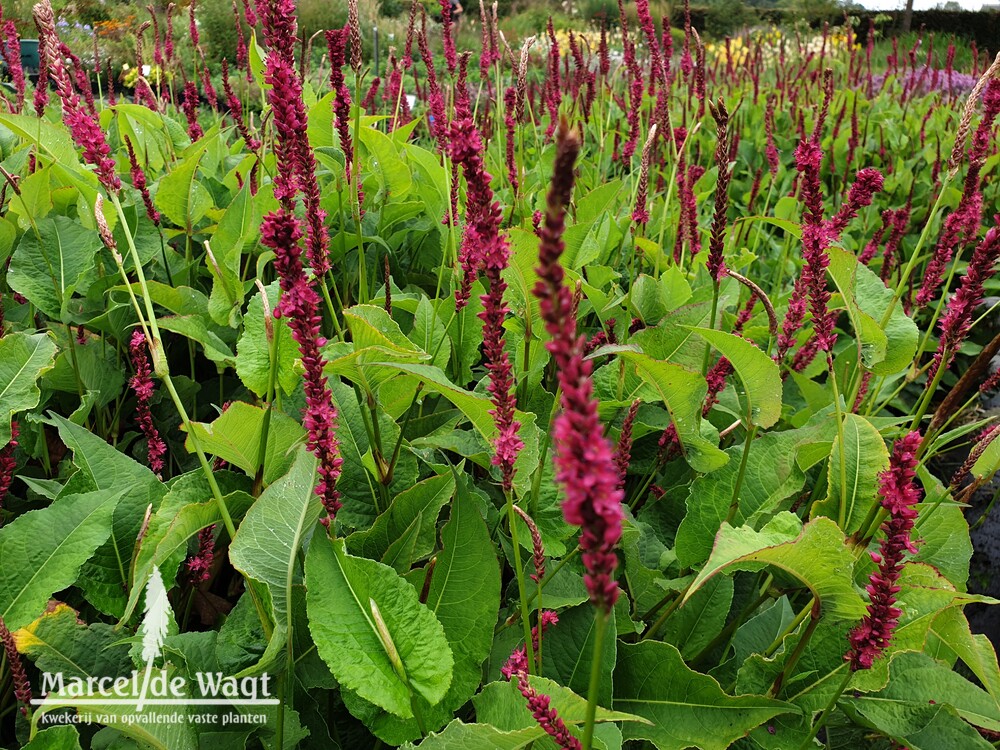 Persicaria amplexicaulis Amethyst Summer