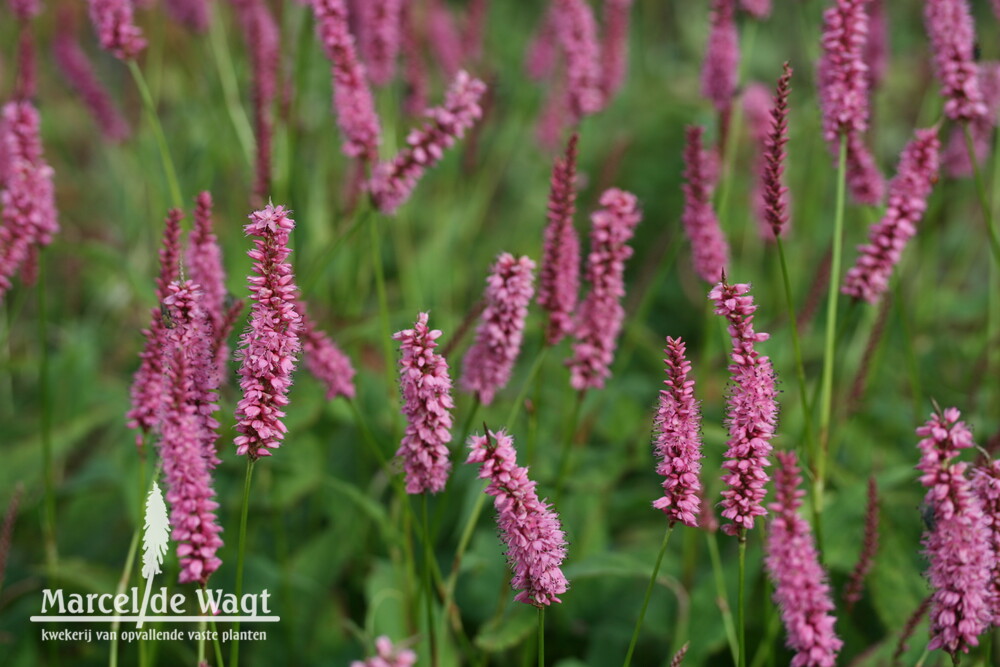 Persicaria amplexicaulis Ample Pink