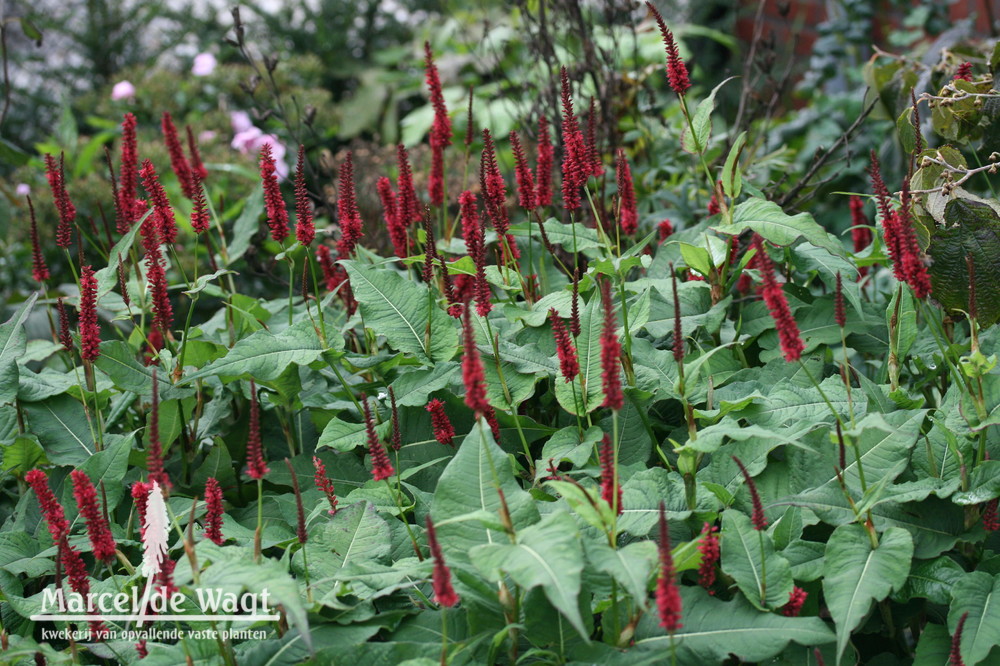 Persicaria amplexicaulis Blackfield