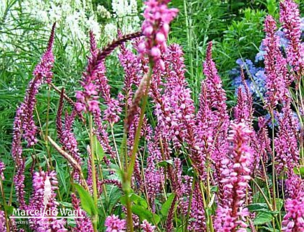 Persicaria amplexicaulis Early Pink Lady