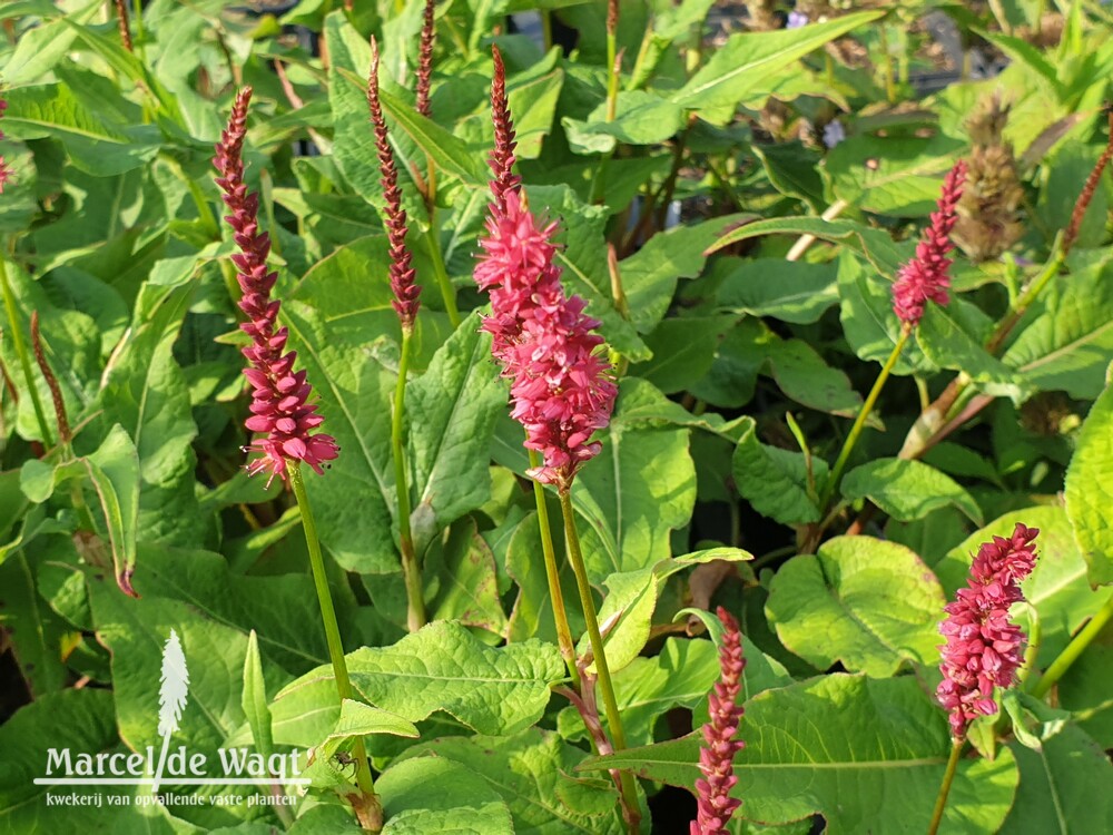 Persicaria amplexicaulis Finy Tiny