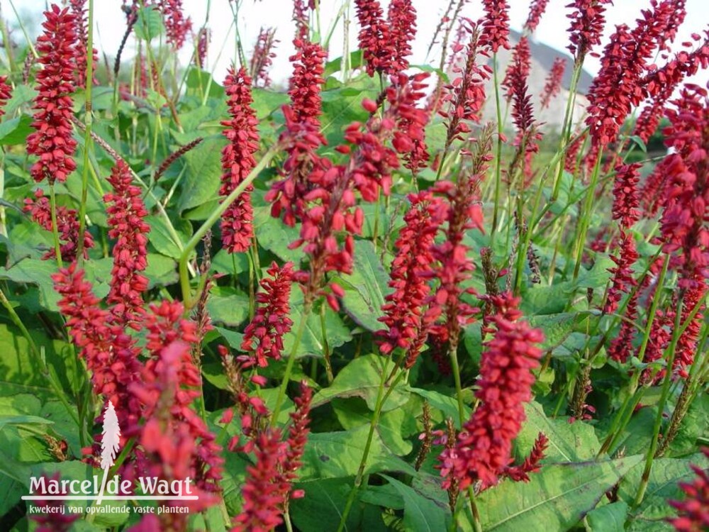 Persicaria amplexicaulis JS Caliente