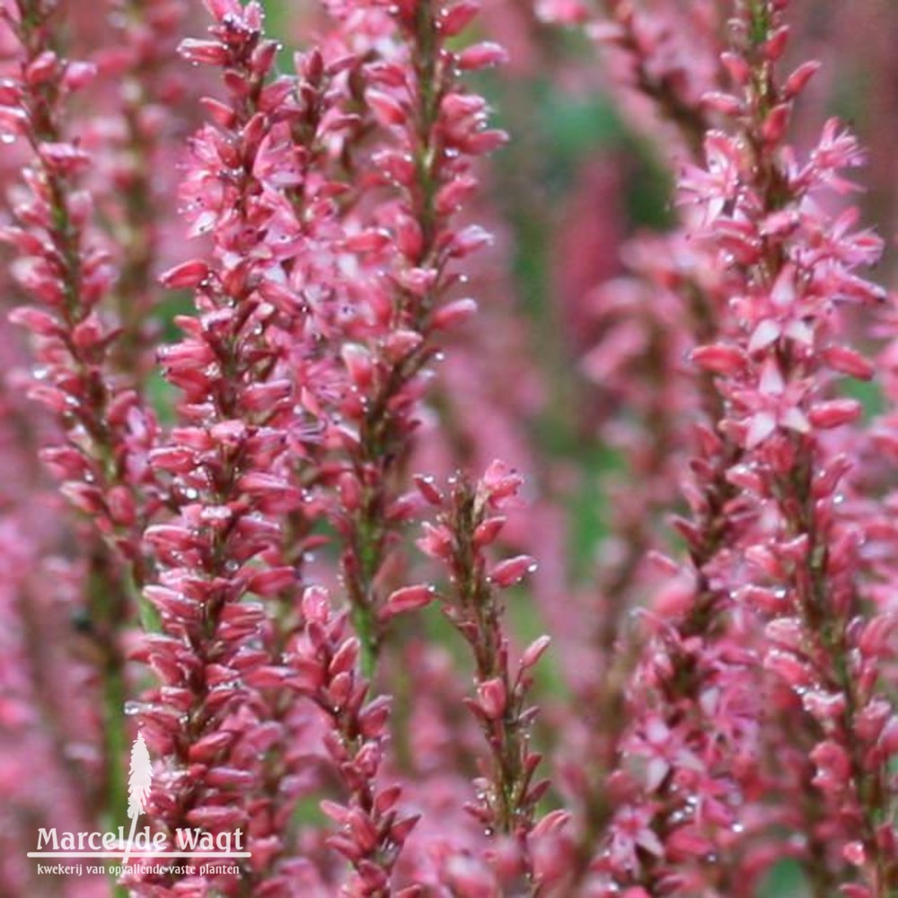 Persicaria amplexicaulis Orangefield