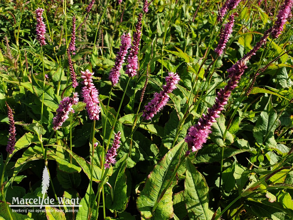 Persicaria amplexicaulis Pinkfield