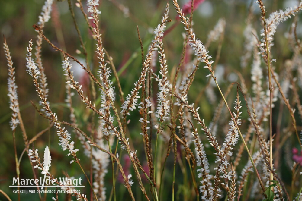 Persicaria amplexicaulis White Eastfield