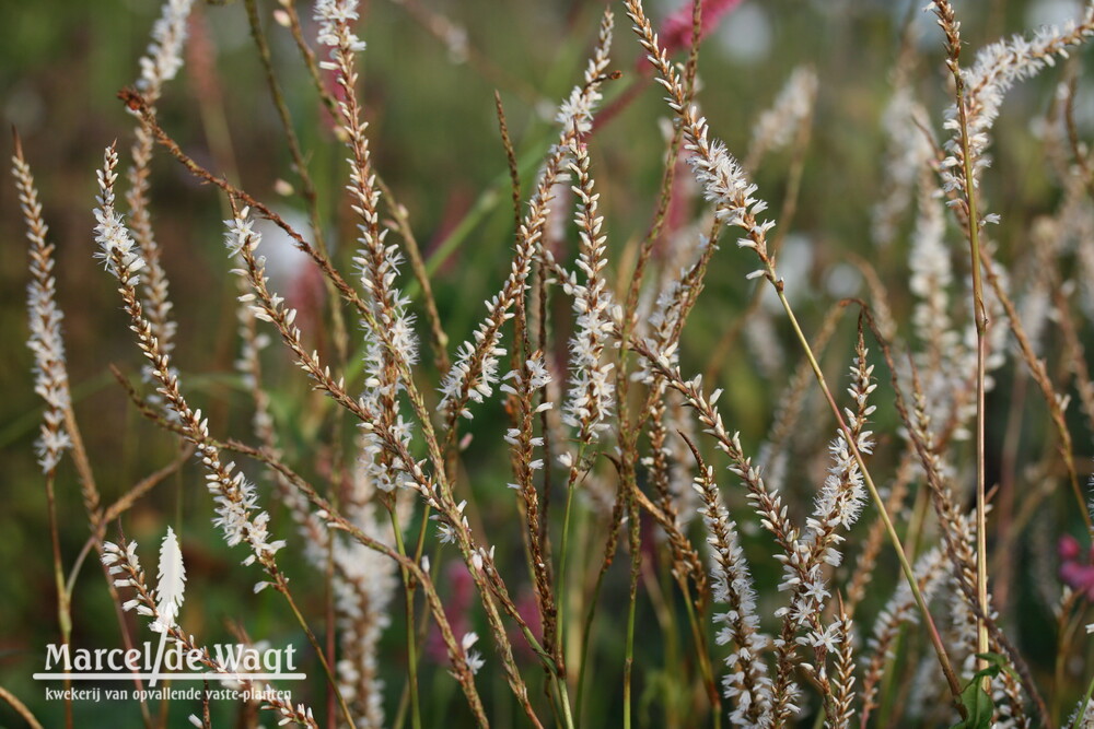 Persicaria amplexicaulis White Eastfield