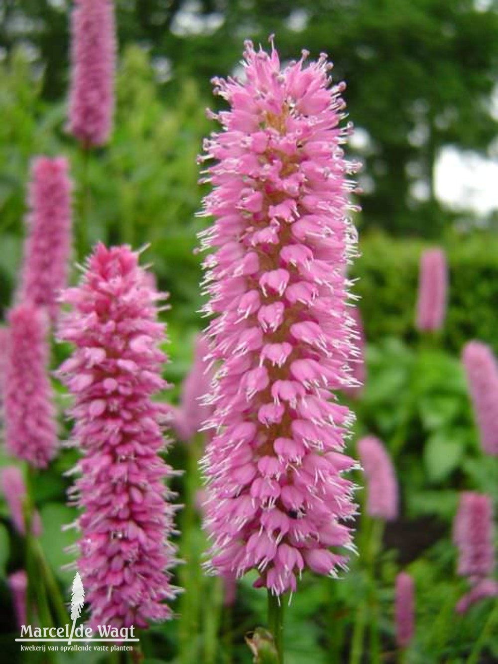 Persicaria bistorta Hohe Tatra