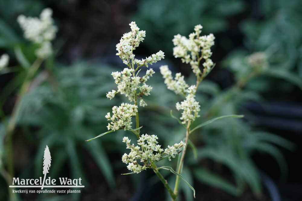 Persicaria dshawachischwilii