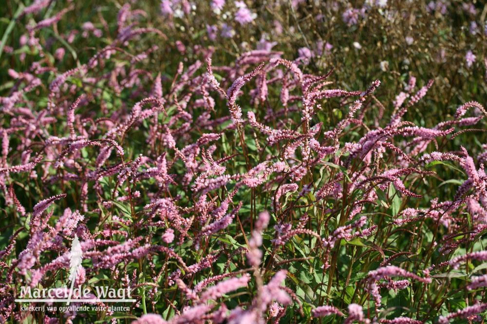 Persicaria Pink Elephant