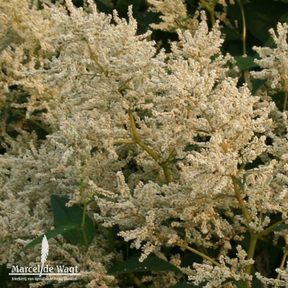 Persicaria polymorpha