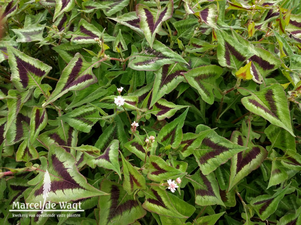 Persicaria runcinata