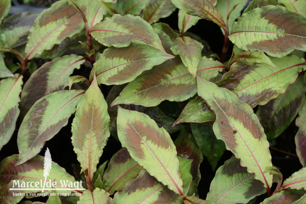 Persicaria virginiana Compton's Form