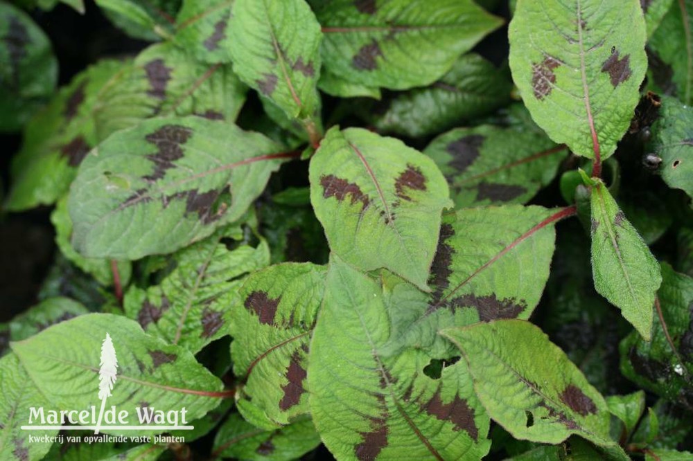 Persicaria virginiana Lance Corporal