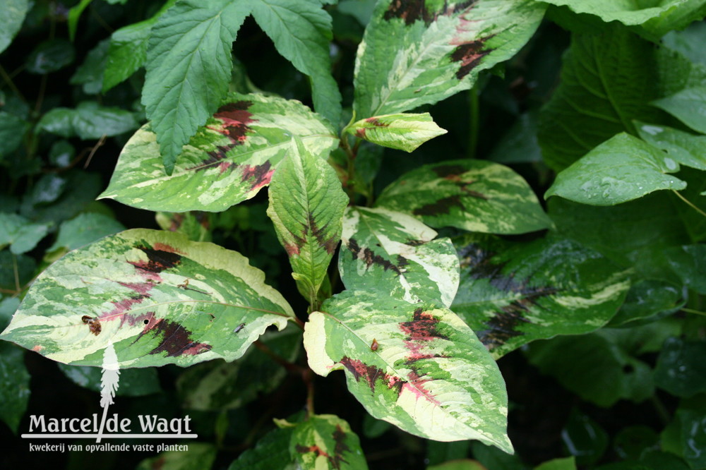 Persicaria virginiana Painter's Palette