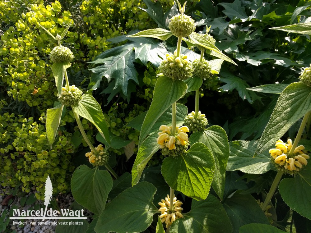 Phlomis russeliana