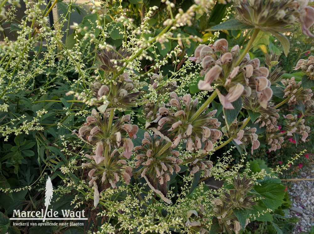 Phlomis samia (echt)