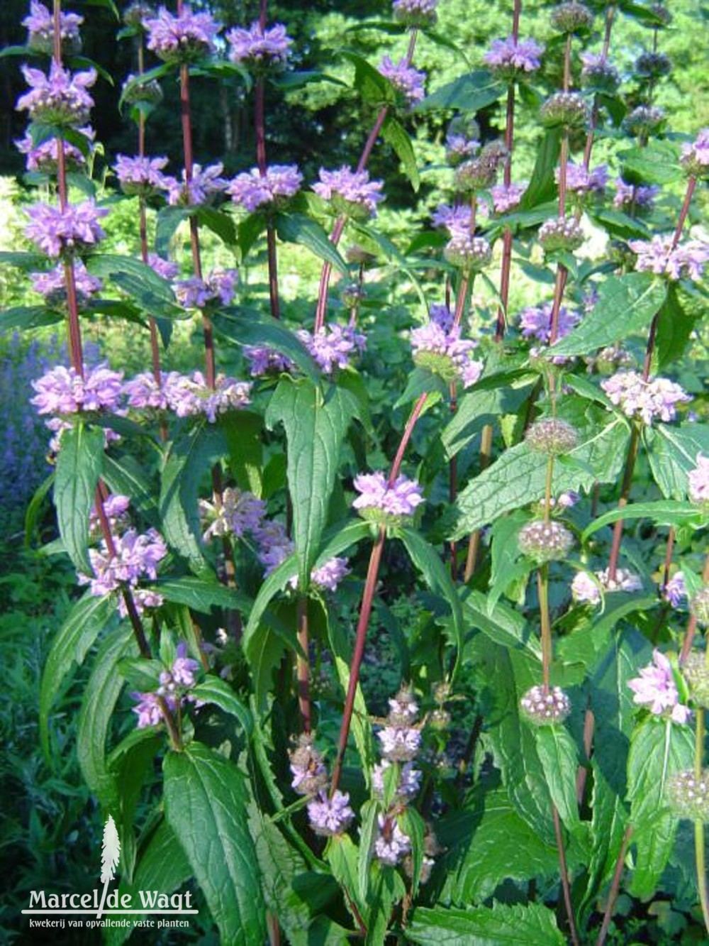 Phlomis tuberosa Amazone