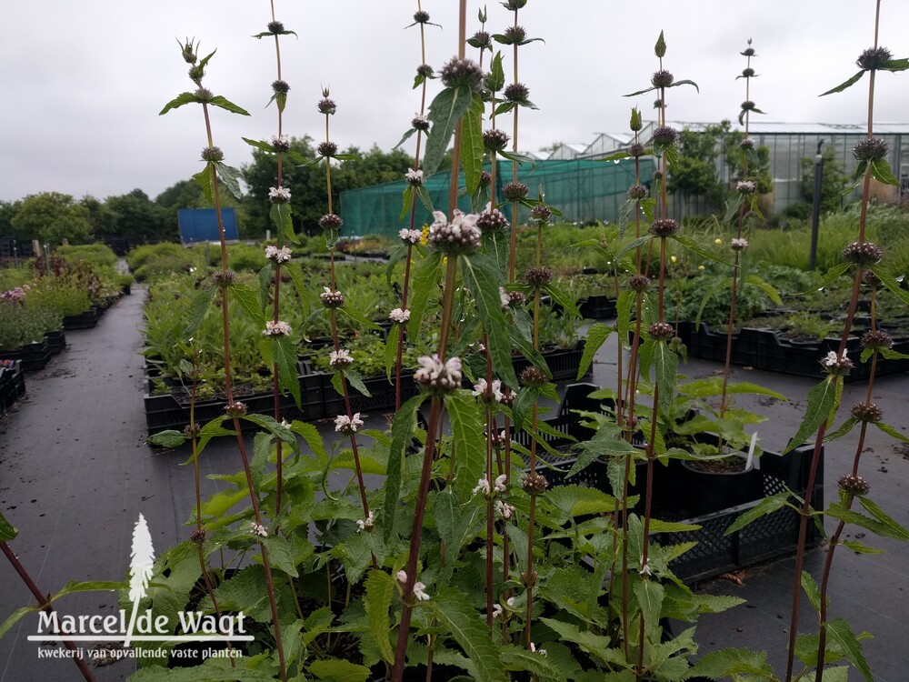 Phlomis tuberosa Pale Face