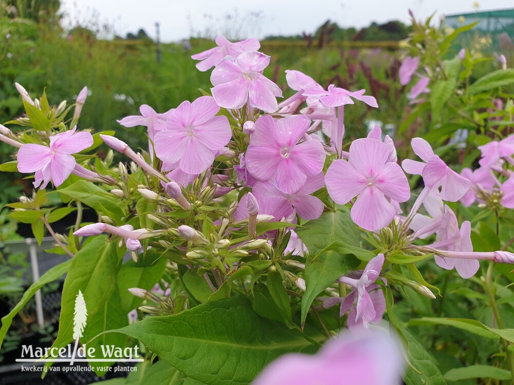 Phlox amplifolia Kleiner Augenstern