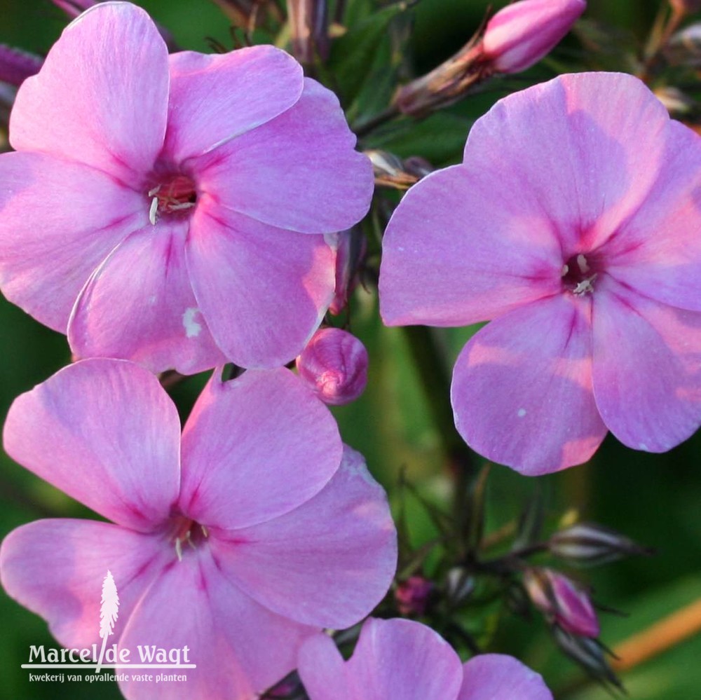 Phlox kwekerij van opvallende vaste planten, ven zelderheide