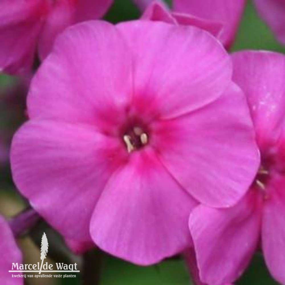 Phlox amplifolia Winnetou