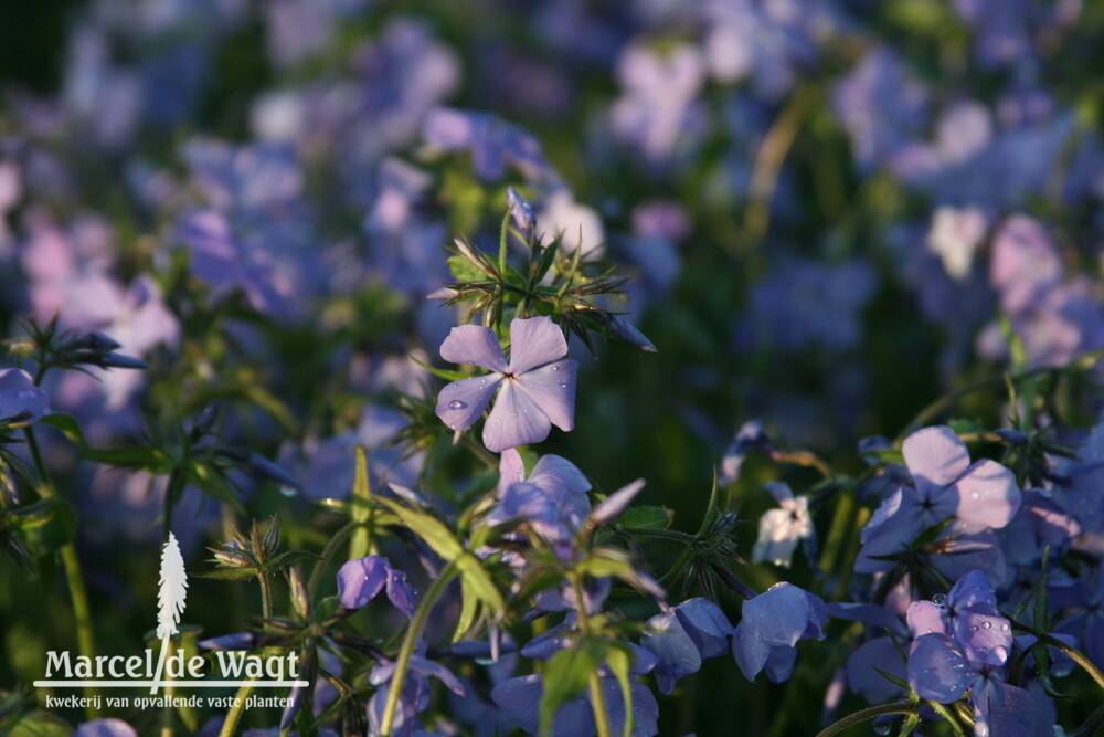 Phlox divaricata Blue Moon