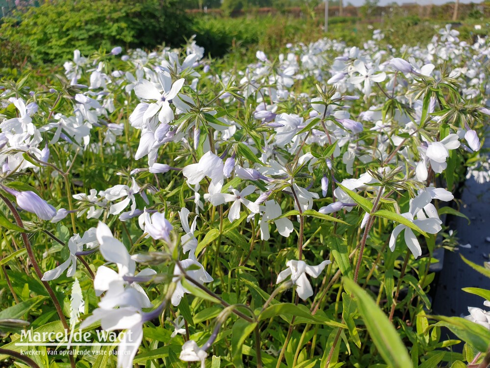 Phlox divaricata May Breeze