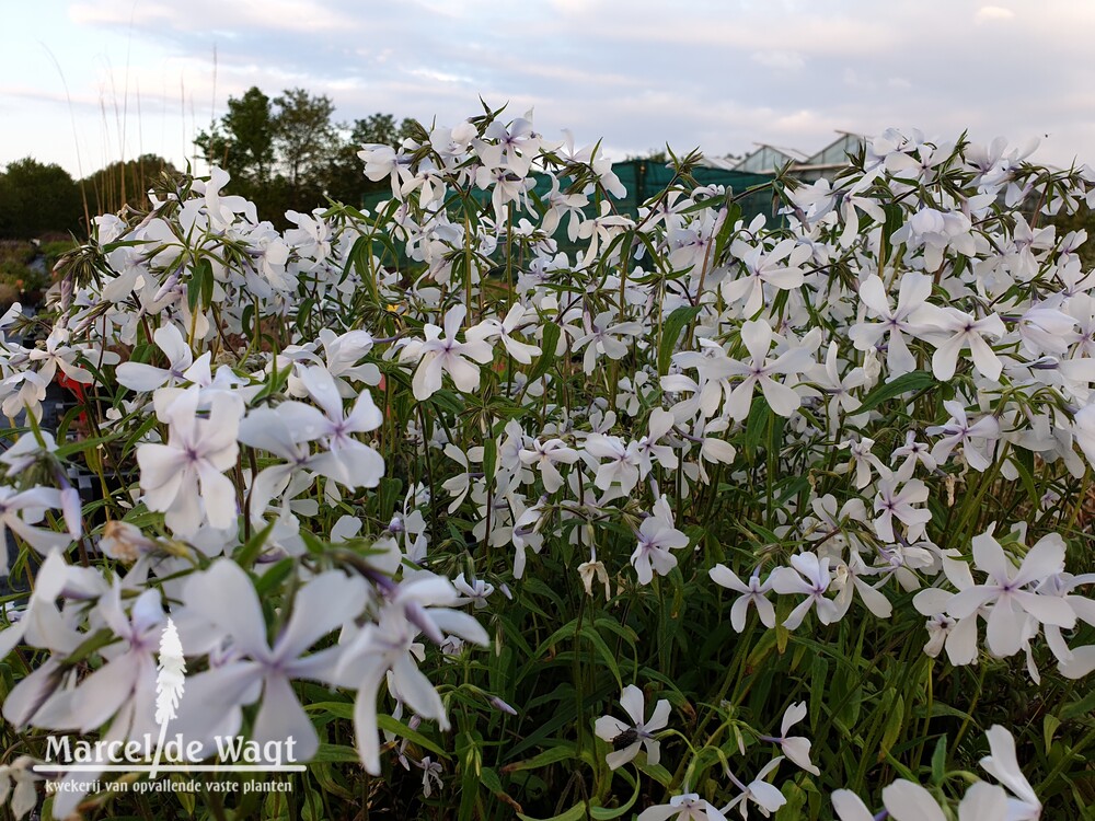 Phlox divaricata White Perfume