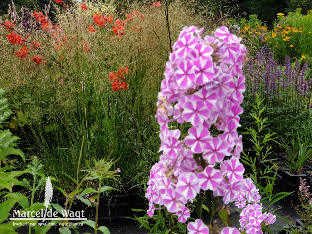 Phlox maculata Natascha