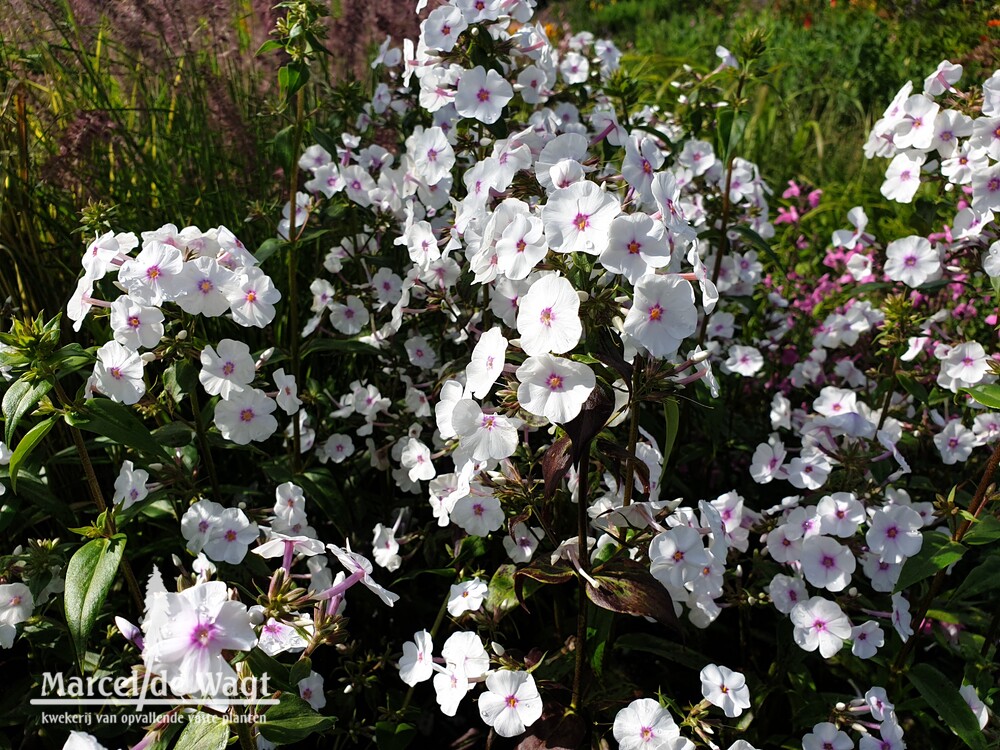 Phlox maculata Reine du Jour