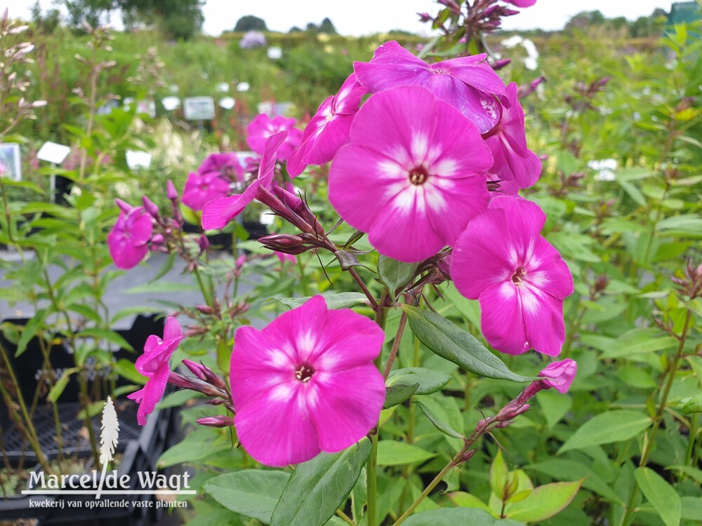 Phlox paniculata Adinda