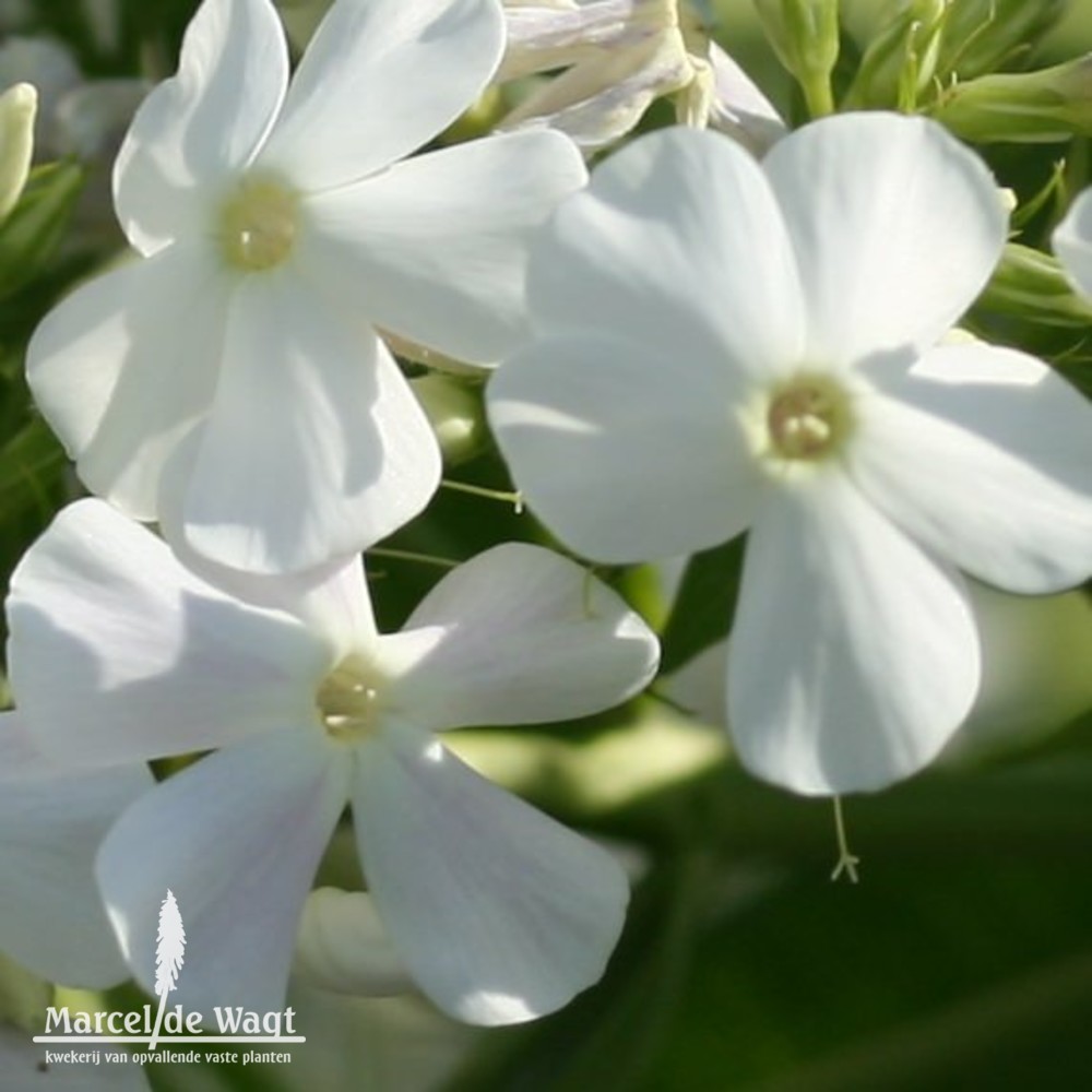 Phlox paniculata Alba