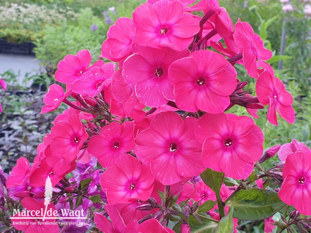 Phlox paniculata Alenki Tsvetotshek