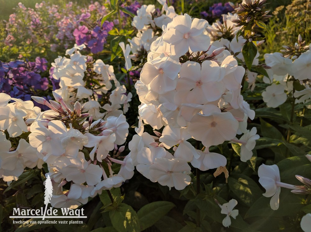 Phlox paniculata Anne