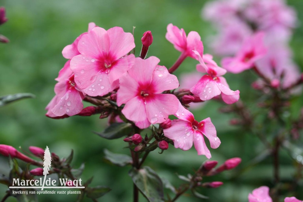 Phlox paniculata Argus