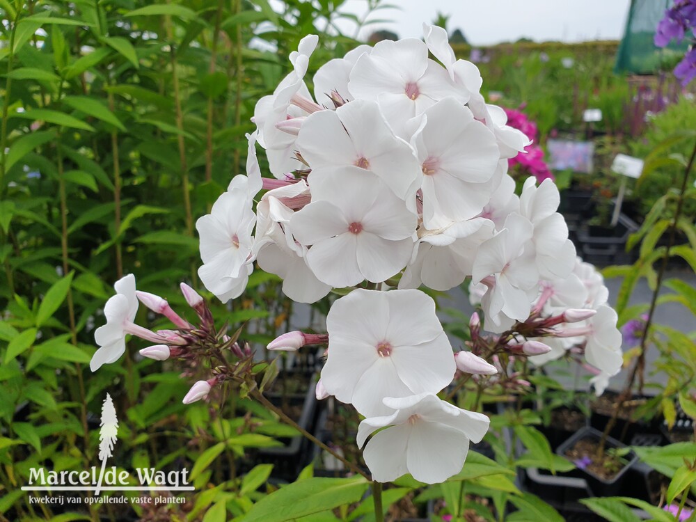 Phlox paniculata Belosnezka