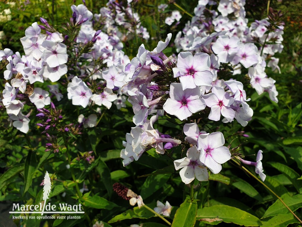 Phlox paniculata Blue Drops