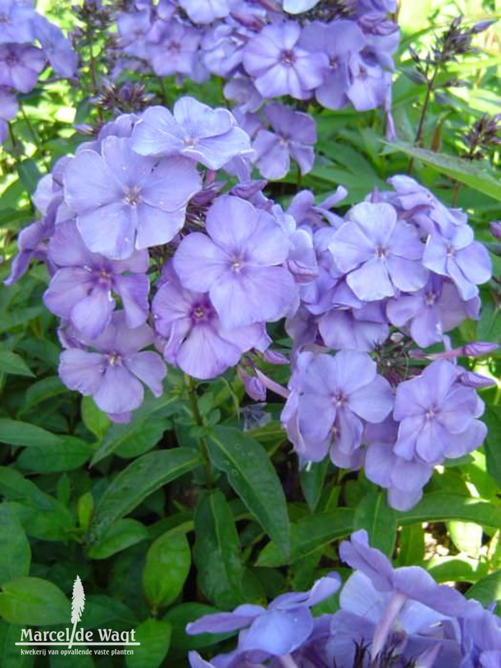 Phlox paniculata Blue Paradise