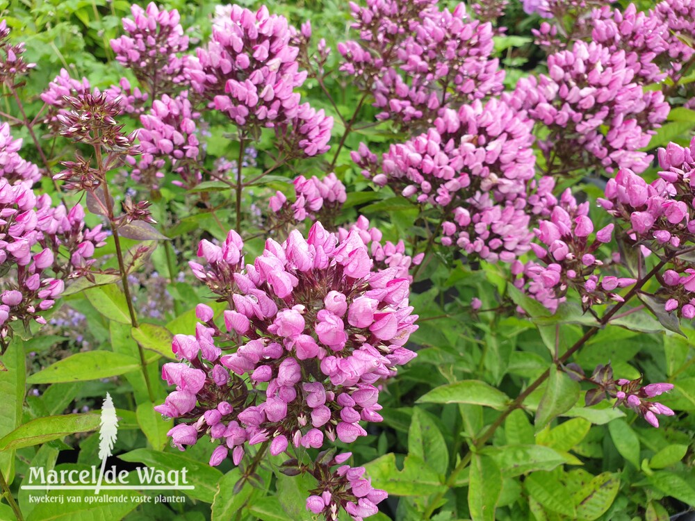 Phlox paniculata Butonik