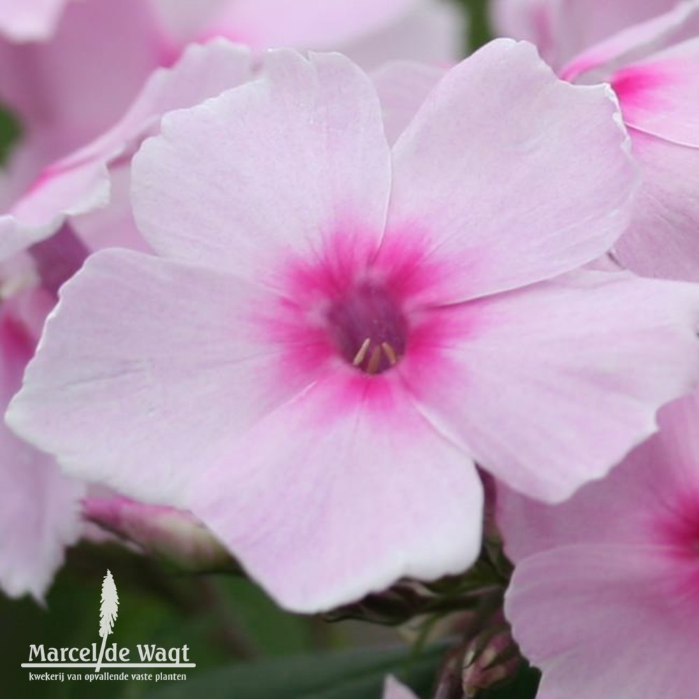 Phlox paniculata Charlotte