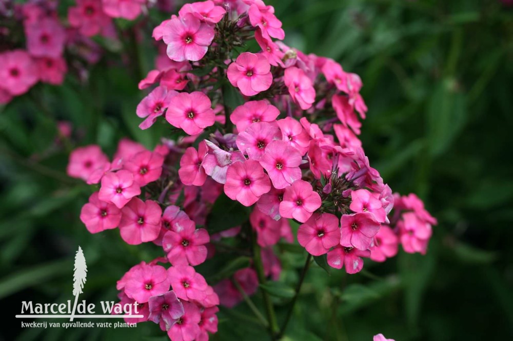 Phlox paniculata Classic Cassis